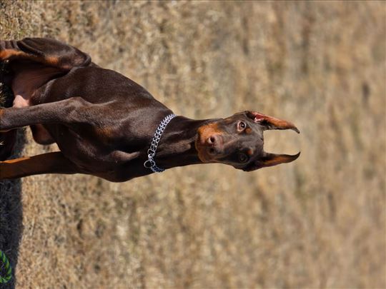 Doberman, štene