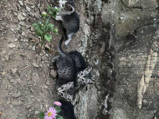 Evropska , mače, mačka, mačke