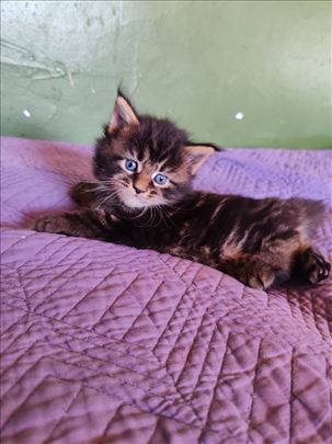 Maine Coon , mače