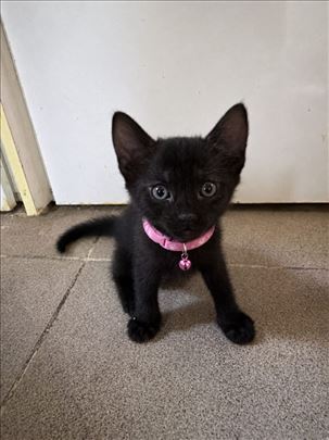 Poklanjamo mače