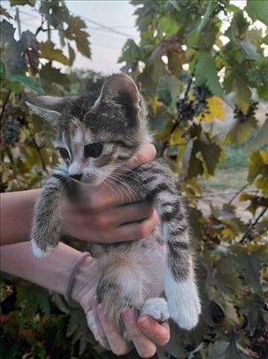 Poklanjamo prelepe mačiće u dobre domove