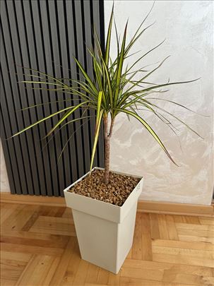 dracena