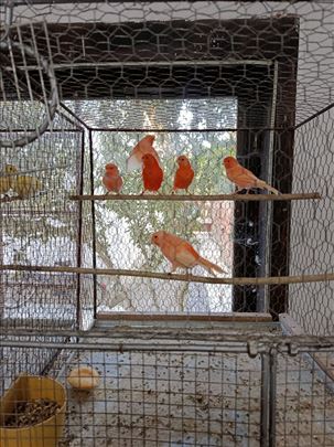 Lipohrom crveni kanarinci