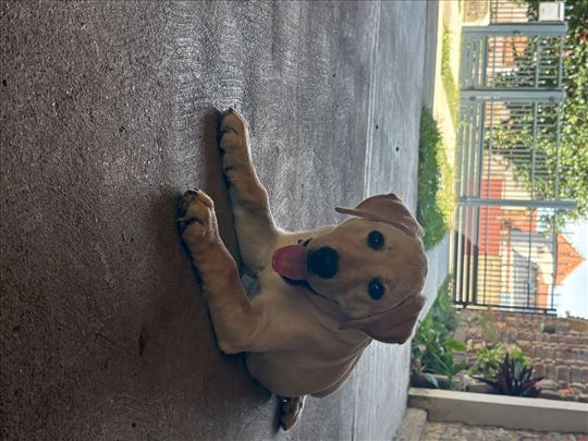 Labrador retriver, mlad pas