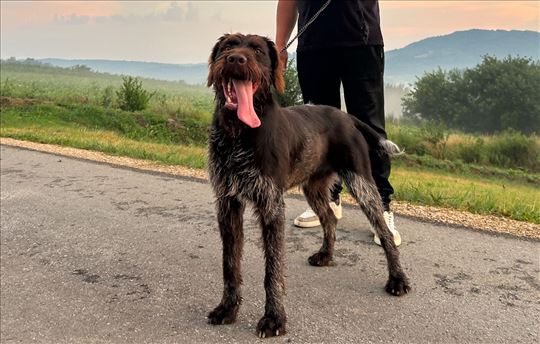 Nemački oštrodlaki ptičar, odrastao pas