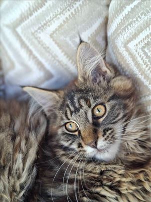 Maine Coon , mače