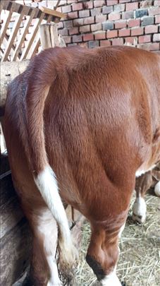 Poklanjam stajsko govedje djubre