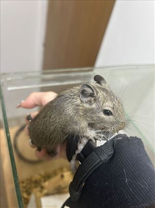Degu veverice