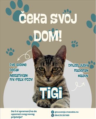 Tigi Traži Dom, Odrastao Mačak
