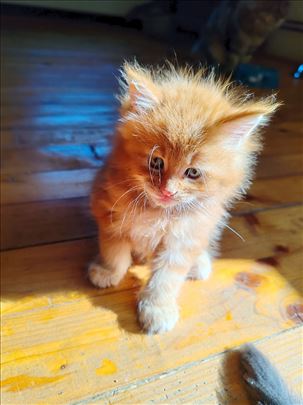 Maine Coon, mače
