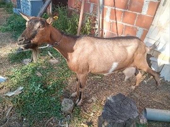 prodajem kozu, zenske kozice ili celo stado