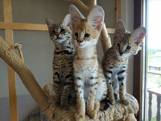 Mačići Savannah i Serval