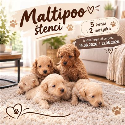 Maltipoo štenci oba pola