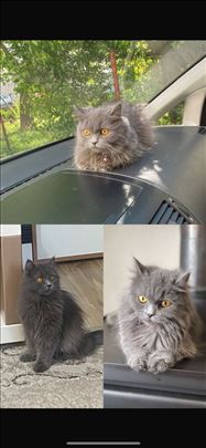 Persijska , mlada mačka