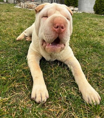 Ženka Šar Peja (Shar Pei) traži mužjaka za parenje