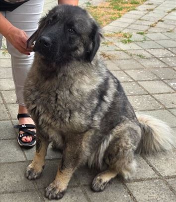 Šarplaninac, mlad pas poklanjam!