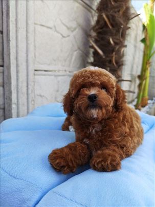 Teacup pudla i toy pudla crvena parti