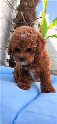 Teacup pudla i toy pudla crvena parti