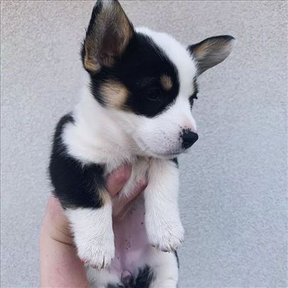 Velški korgi pembrok, puppy