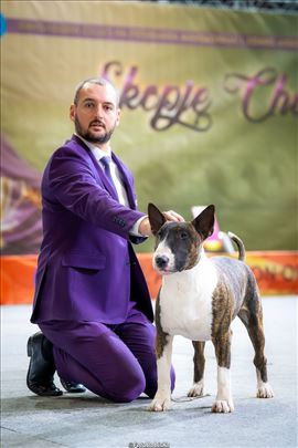 Bul terijer za parenje