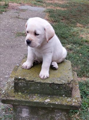 Labrador retriver, štene