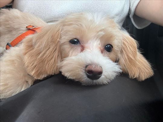 Maltipoo ženka-Lexi