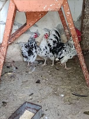 Cverglani na prodaju