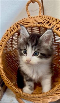 Maine Coon, mače
