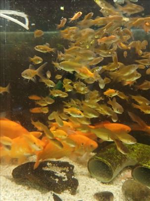 Carassius Auratus (Zlatna ribica)
