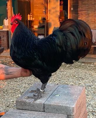 Pilici australorp I italijanke vise boja