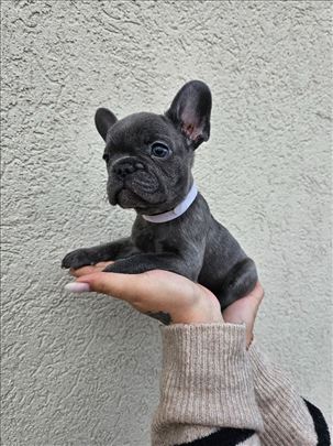 Francuski buldog, štene