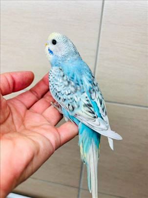 Male tigrice ručno hranjene pitome bebe