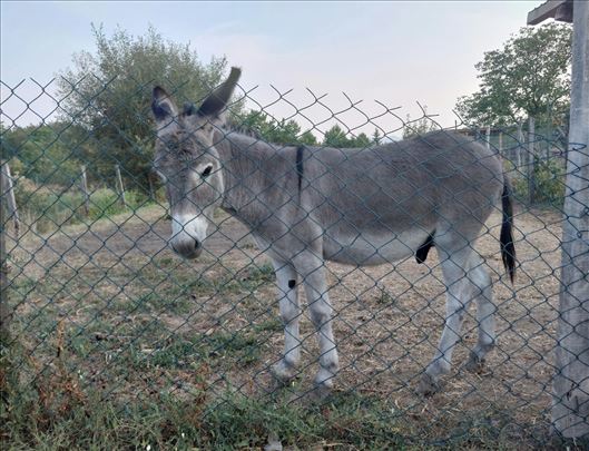 Mladi magarac na prodaju