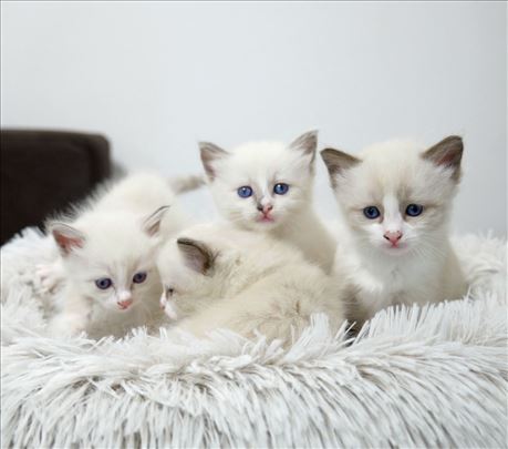 Ragdoll, mačici