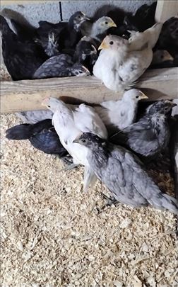 Australorp pilići - Barajevo ( stari 35 dana )
