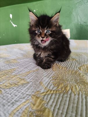 Maine Coon , mače