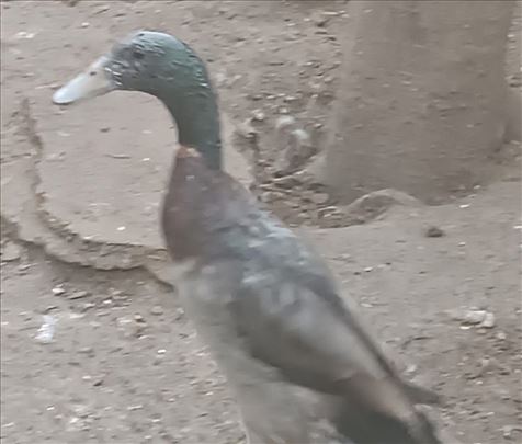 Indijska patka trkacica