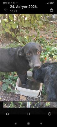 Kasper mesanac labradora