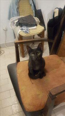 Poklanjamo mačiće