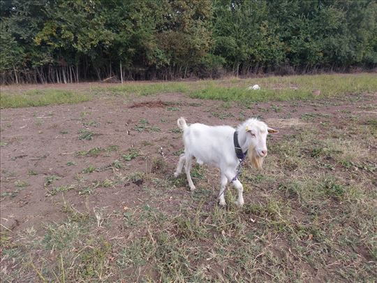 Sanski jarčevi za priplod