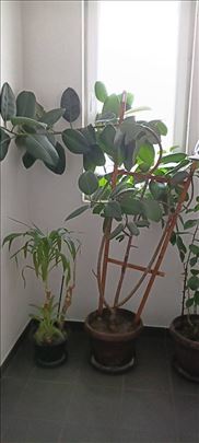 Kapitalni Razgranat Gumeni Fikus (Ficus elastica)-