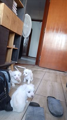 Maltezer, štene, 3 sestre