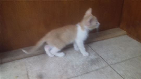 Poklanjamo tri domaci maceta