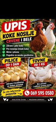 Koke i pilići