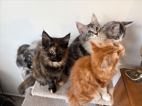 Maine Coon , mače