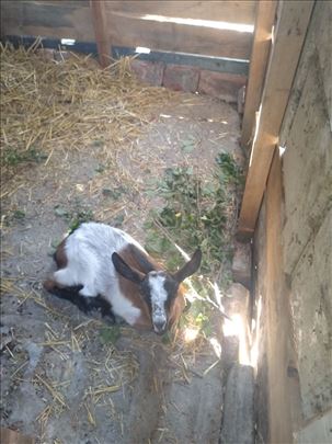 Prodajem zensko jare staro 4 meseca