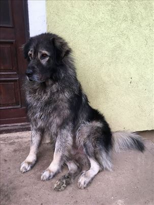 Šarplaninac - za parenje