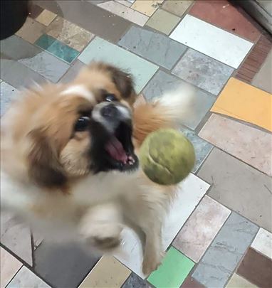 Carski Pekinezer