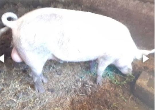 mlad nerast na prodaju
