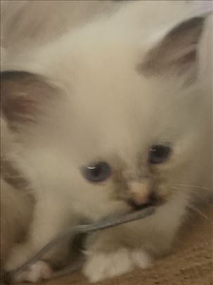 Ragdoll , mače